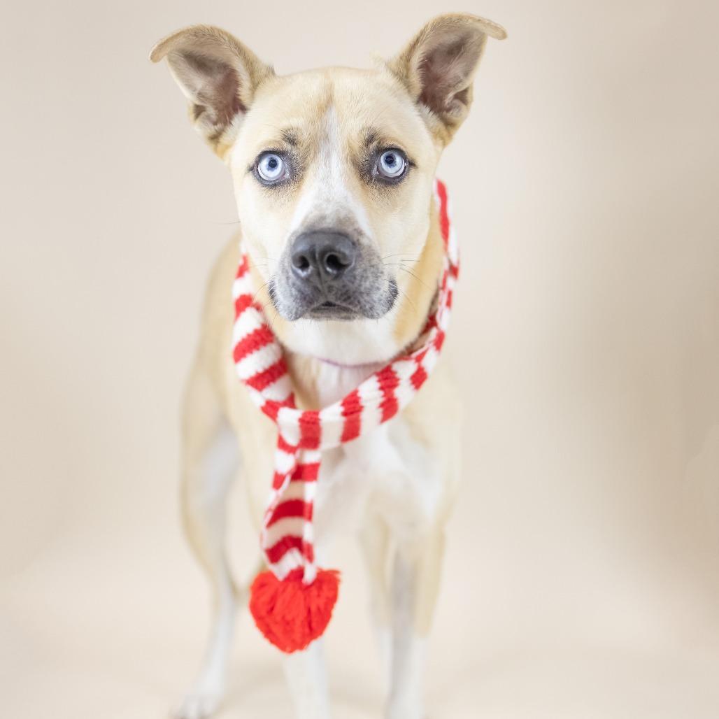 Zelda, Adoptable, Adult Female Husky.