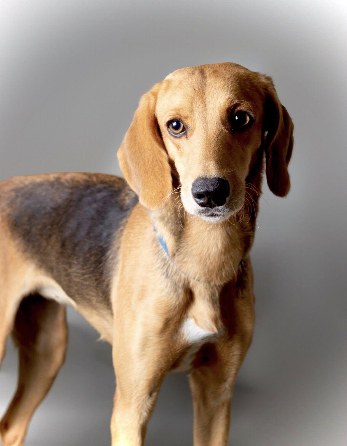 TAWNY, Adoptable, Adult Female Hound.