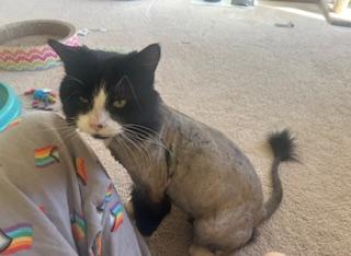 Figaro *** Courtesy Post ***