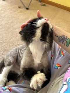 Figaro  *** Courtesy Post *** 5