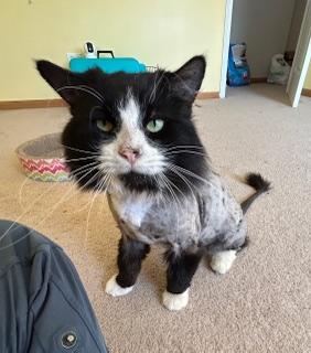 Figaro  *** Courtesy Post *** 3