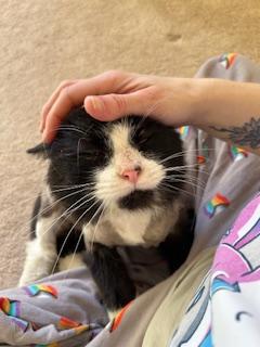 Figaro  *** Courtesy Post *** 4