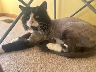 Figaro  *** Courtesy Post *** 6
