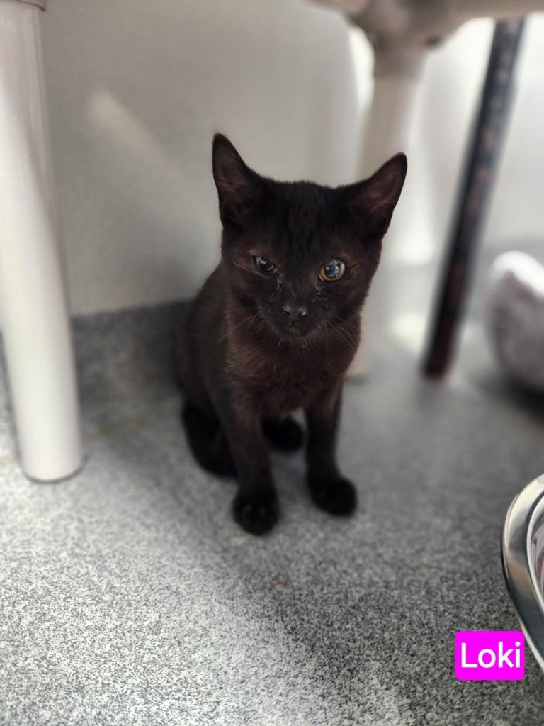 Loki Laufeyson, ADOPTABLE, Young Male Domestic Short Hair.