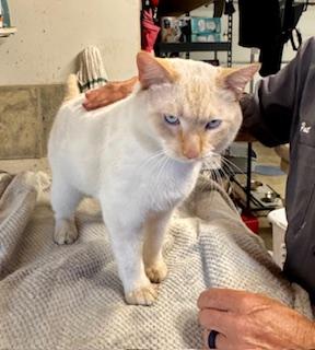 Enlarge Mr Blue Eyes, an adopted Siamese in Los Angeles, CA image 3/5