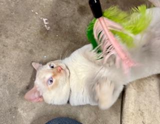 Enlarge Mr Blue Eyes, an adopted Siamese in Los Angeles, CA image 5/5