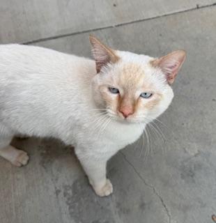Enlarge Mr Blue Eyes, an adopted Siamese in Los Angeles, CA image 1/5