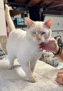 Enlarge Mr Blue Eyes, an adopted Siamese in Los Angeles, CA image 4/5