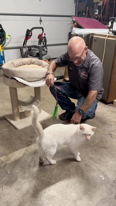 Enlarge Mr Blue Eyes, an adopted Siamese in Los Angeles, CA video 2/5