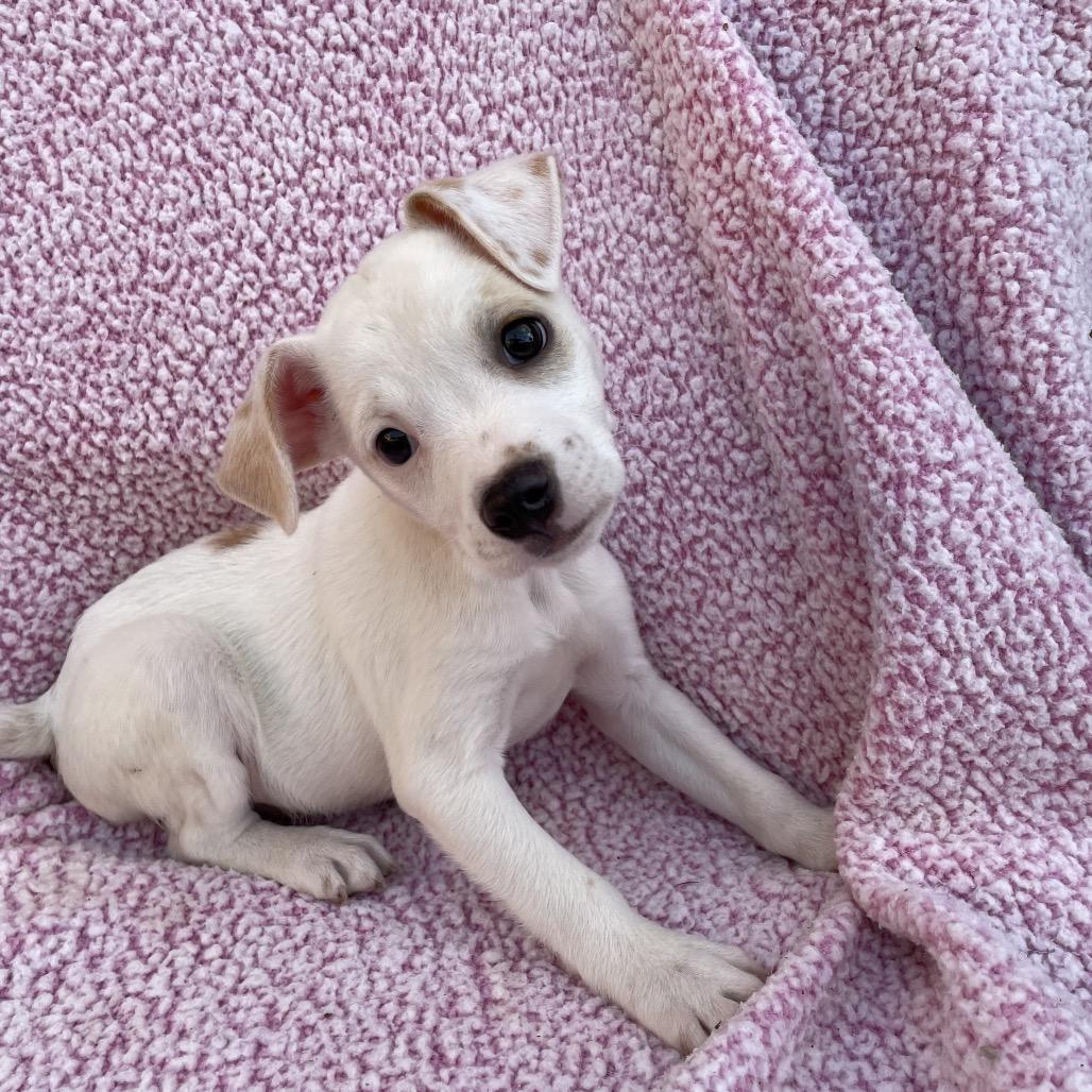 JJ, Adoptable, Puppy Male Jack Russell Terrier.