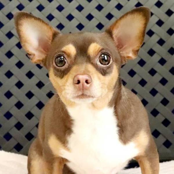 Twixie, Adoptable, Adult Female Chihuahua.