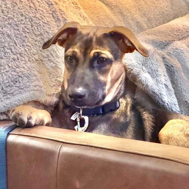 James, a ADOPTABLE Mixed Breed in Sandwich, MA image 3/6