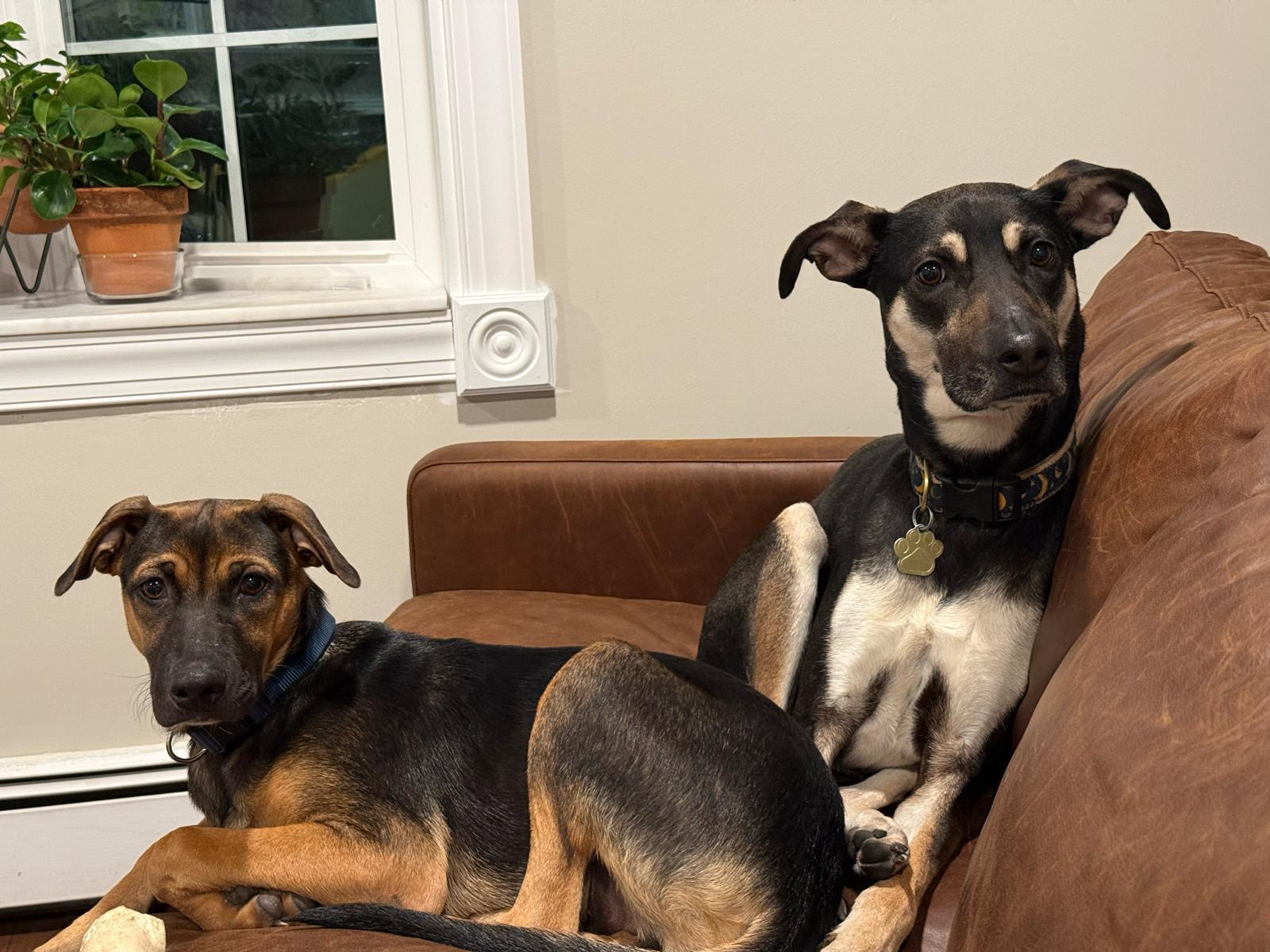 James, a ADOPTABLE Mixed Breed in Sandwich, MA image 6/6