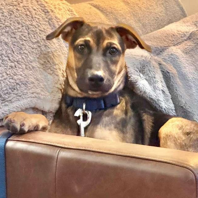 James, a ADOPTABLE Mixed Breed in Sandwich, MA image 4/6