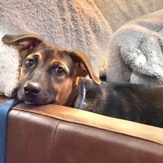 James, ADOPTABLE, Puppy Male Mixed Breed.