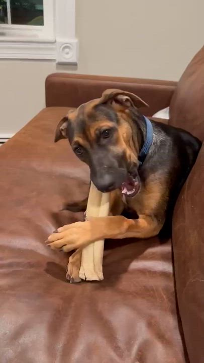Enlarge James, a ADOPTABLE Mixed Breed in Sandwich, MA video 5/6