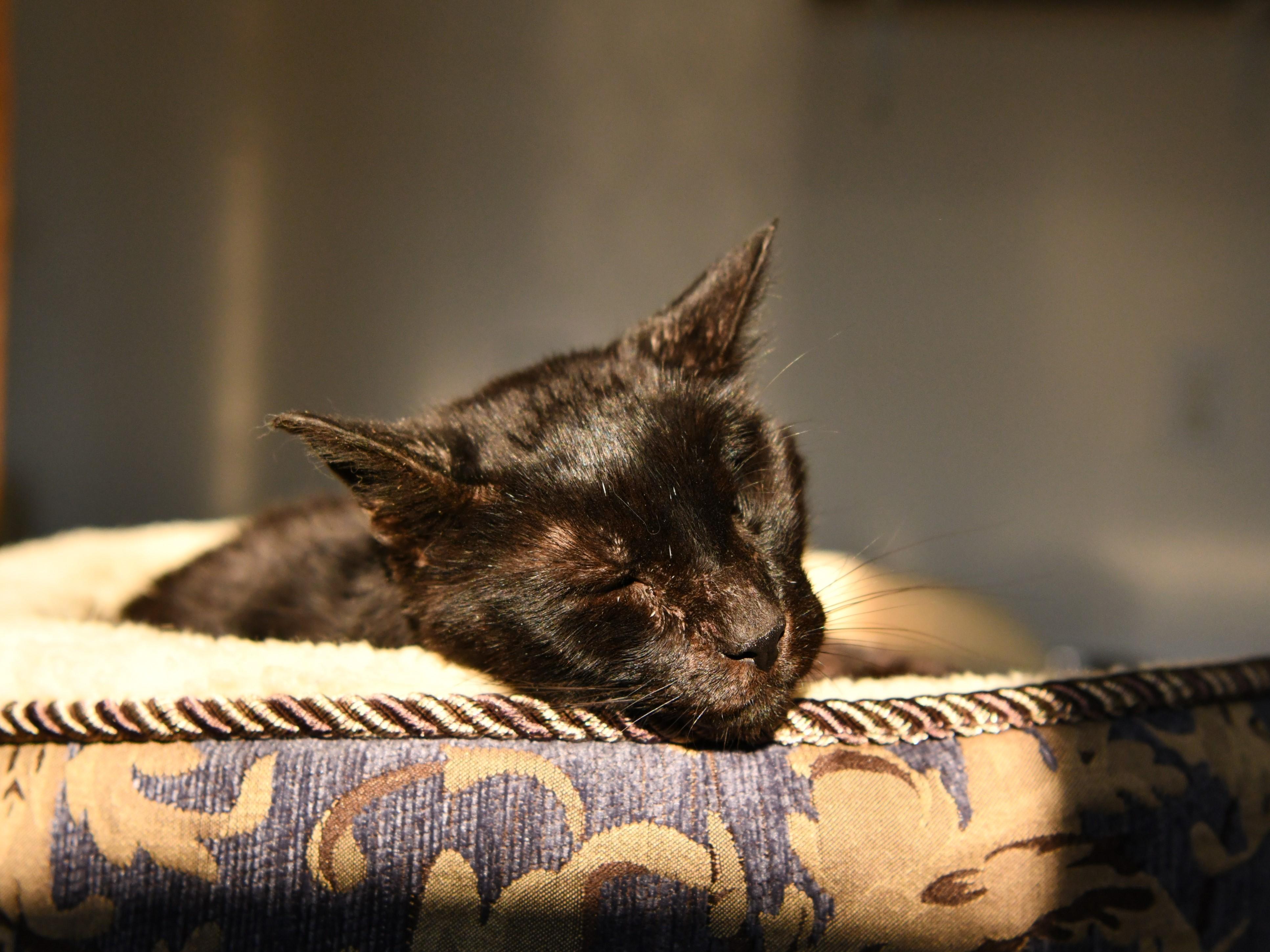 Basilio (5 years in shelter!!), an adoptable Domestic Short Hair in Fairhope, AL, 36532 | Photo Image 1