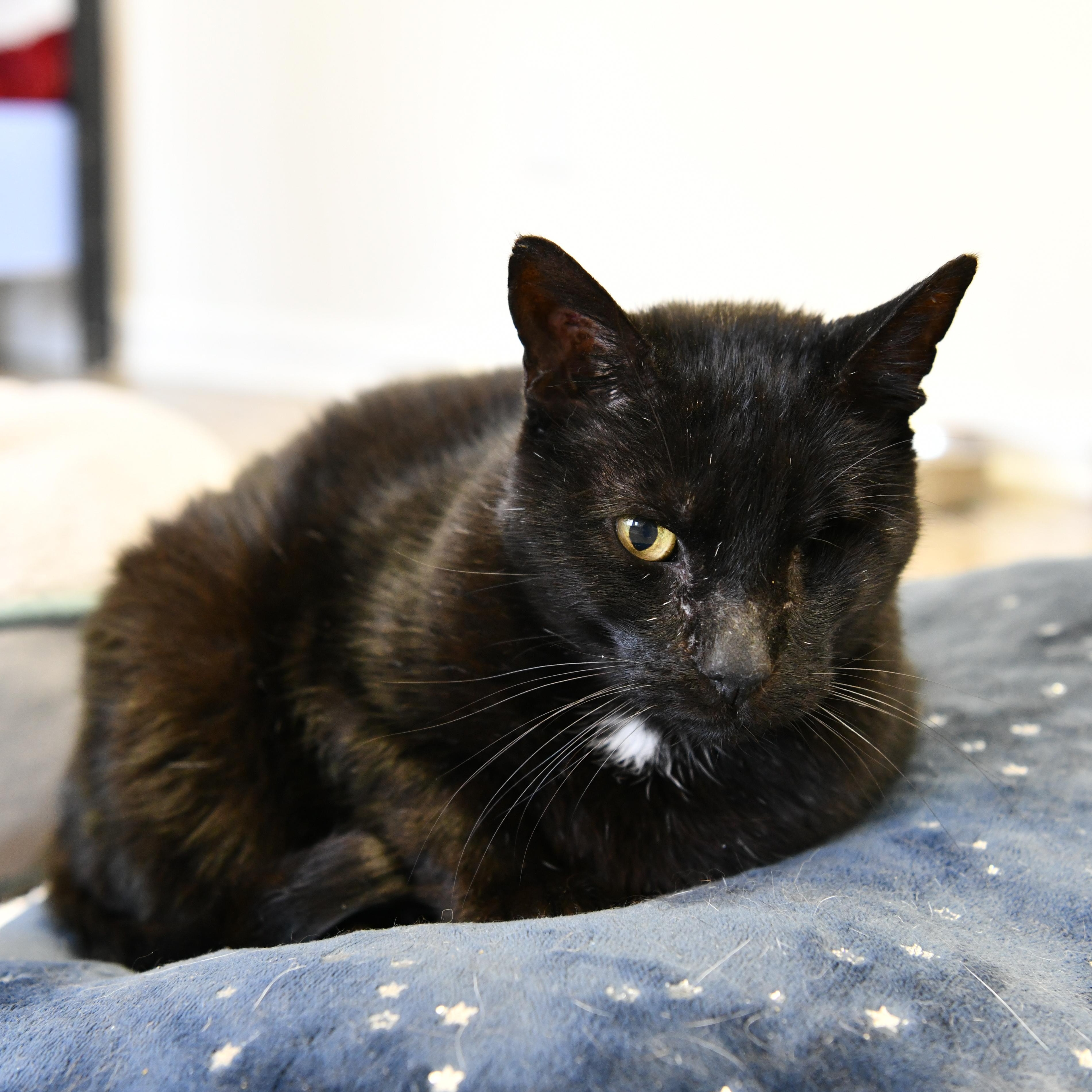 Basilio, an adoptable Domestic Short Hair in Fairhope, AL, 36532 | Photo Image 2