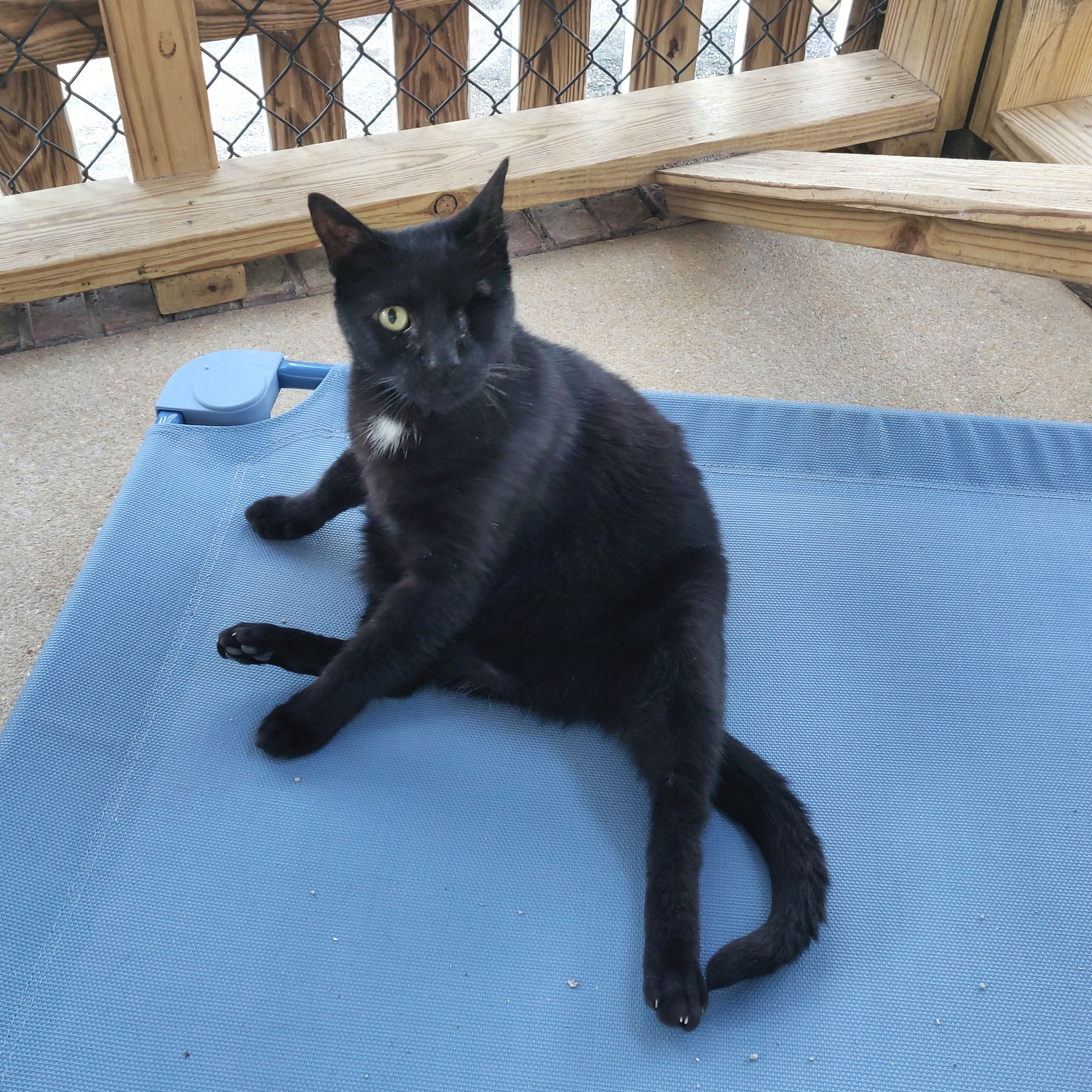 Basilio (5 years in shelter!!), an adoptable Domestic Short Hair in Fairhope, AL, 36532 | Photo Image 5