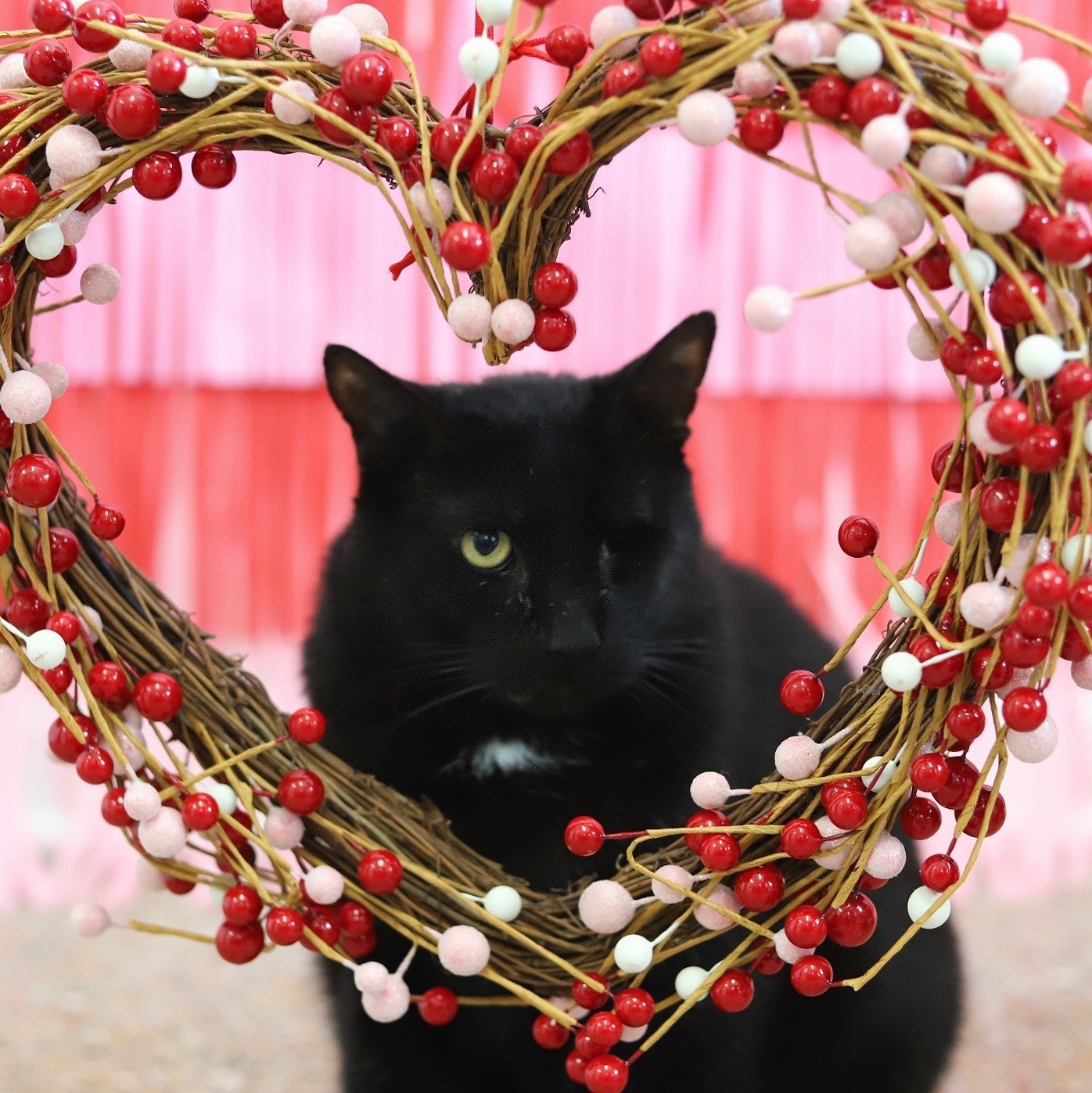 Basilio (5 years in shelter!!), an adoptable Domestic Short Hair in Fairhope, AL, 36532 | Photo Image 2