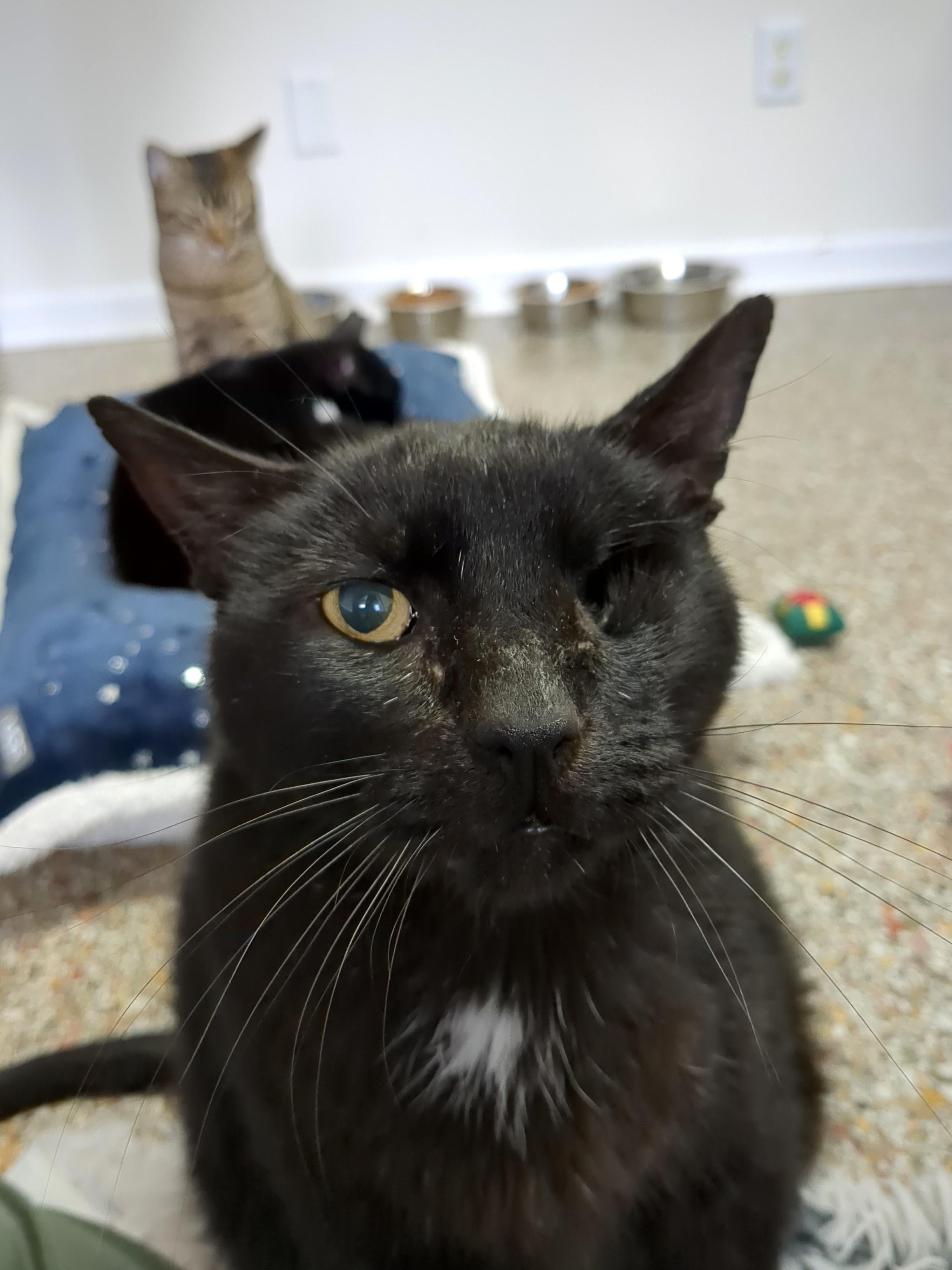 Basilio, an adoptable Domestic Short Hair in Fairhope, AL, 36532 | Photo Image 4