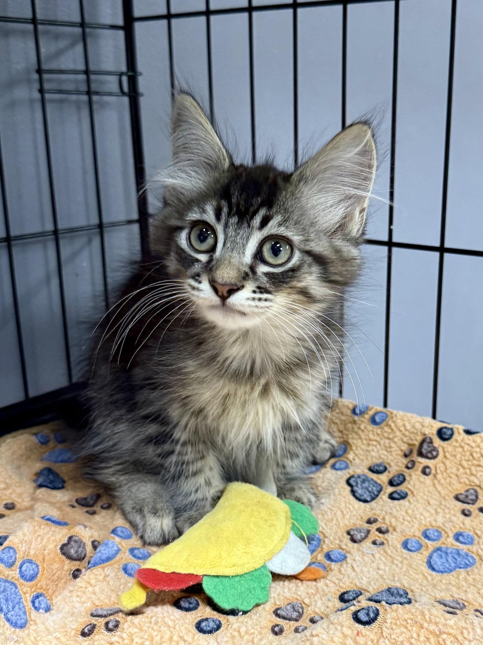CAT - Kirby, a Adopted mixed breed in GILBERTS, IL image 1/3