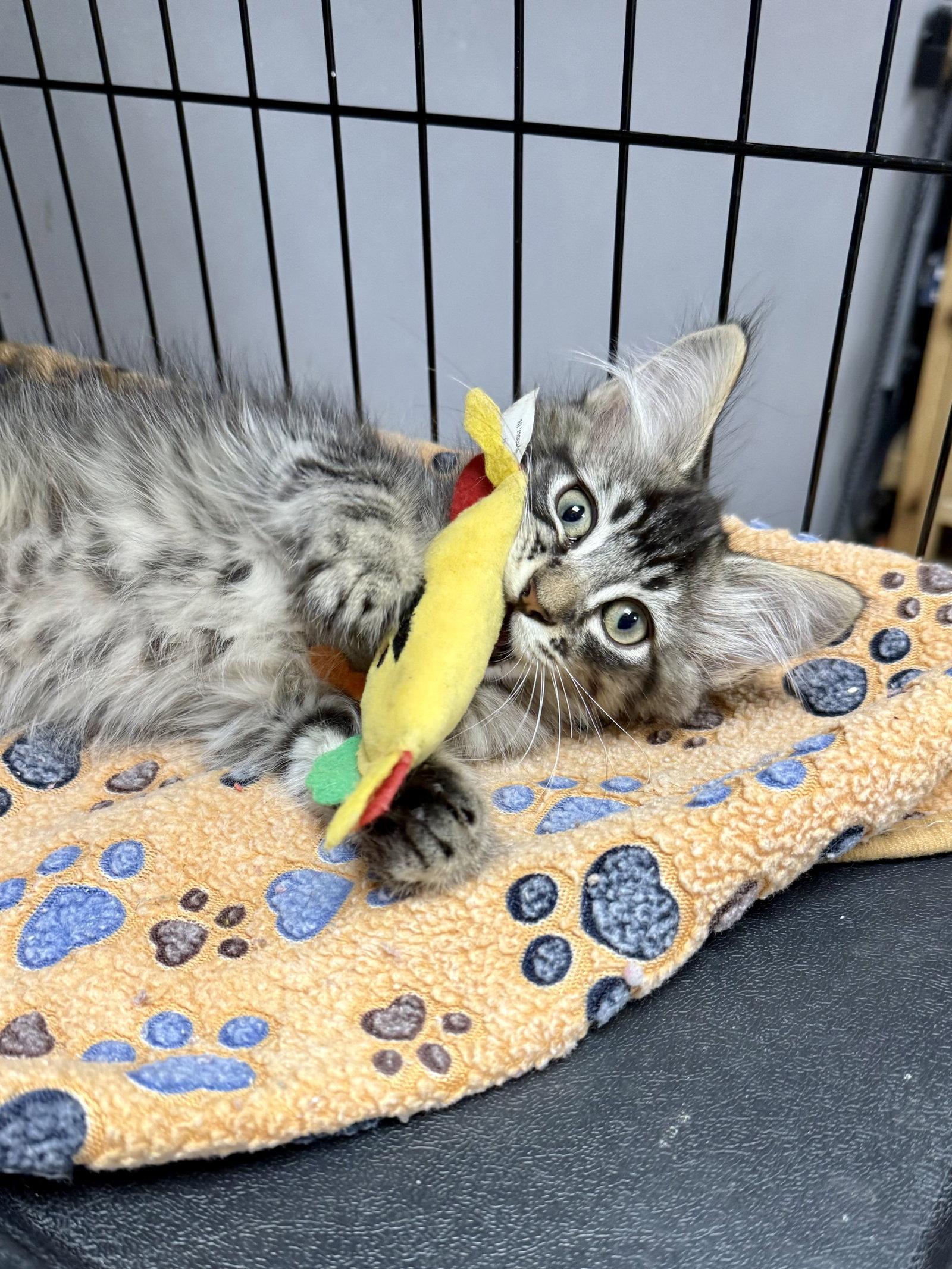 CAT - Kirby, a Adopted mixed breed in GILBERTS, IL image 2/3