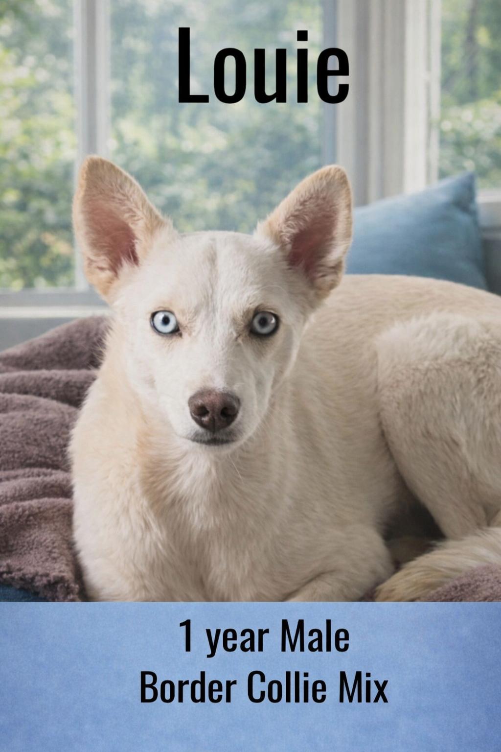 LOUIE – 1 YEAR MALE BORDER COLLIE MIX , ADOPTABLE, Adult Male Border Collie.