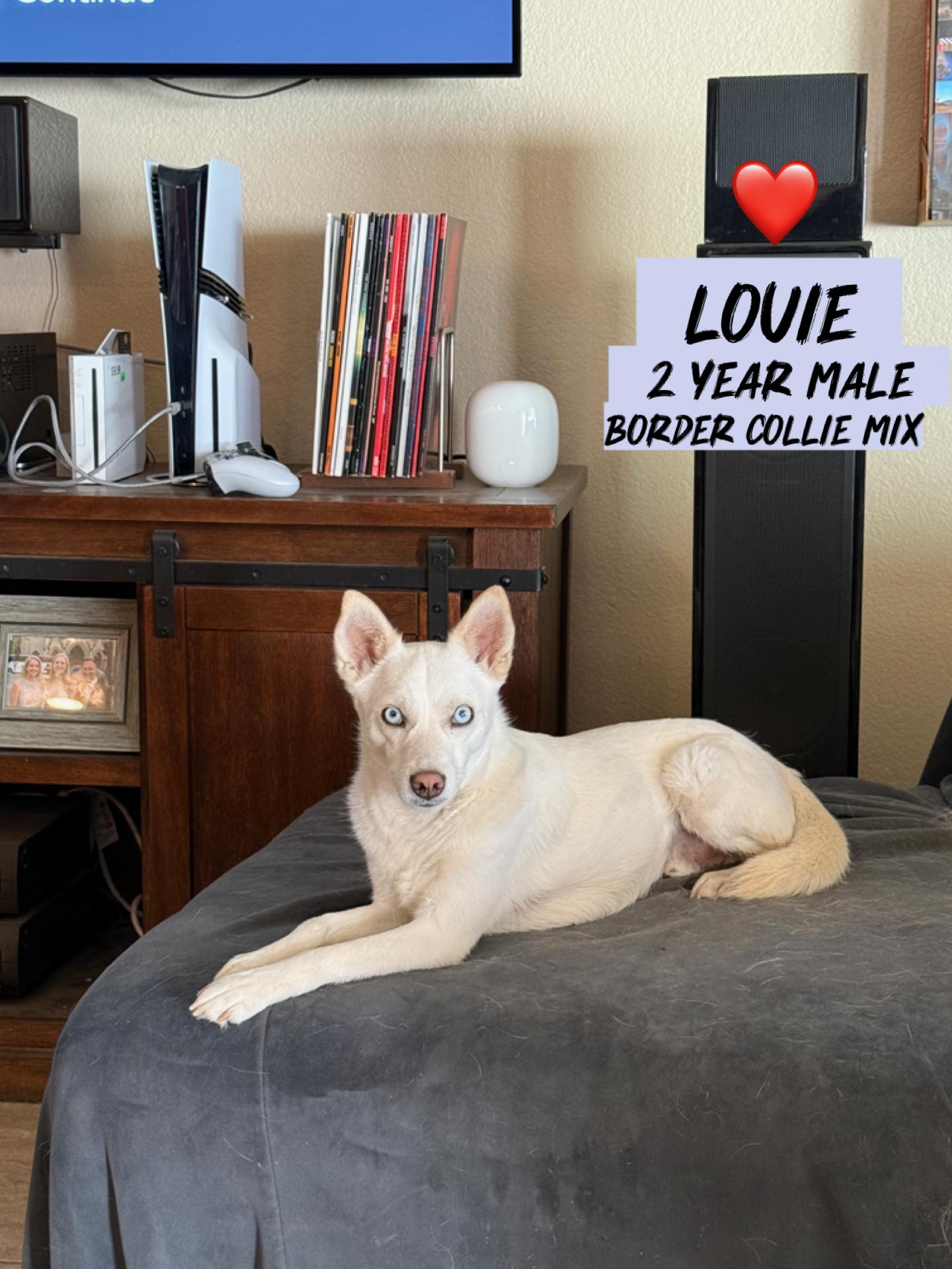 LOUIE - 2 YEAR MALE BORDER COLLIE MIX, a ADOPTABLE Border Collie in Mesa, AZ image 2/3