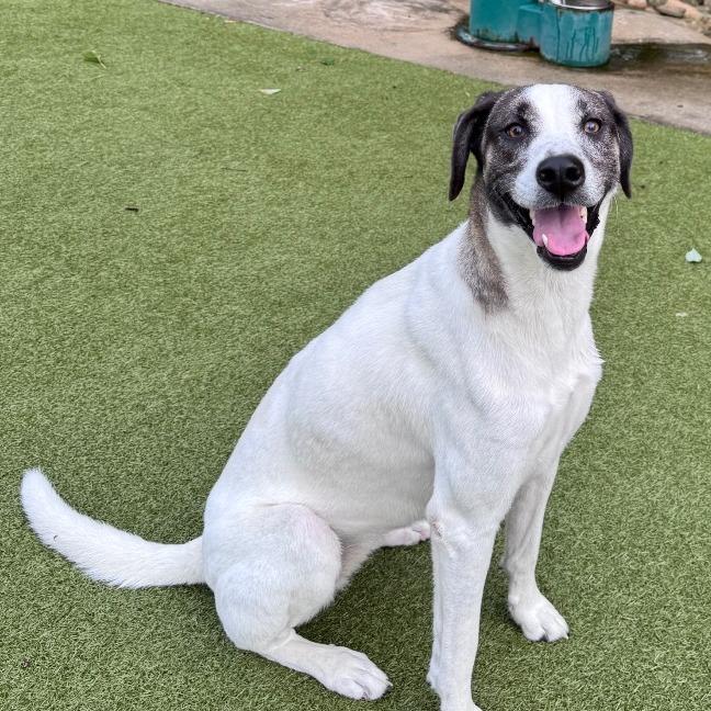 Ramona, Adoptable, Adult Female Great Pyrenees & Mixed Breed.