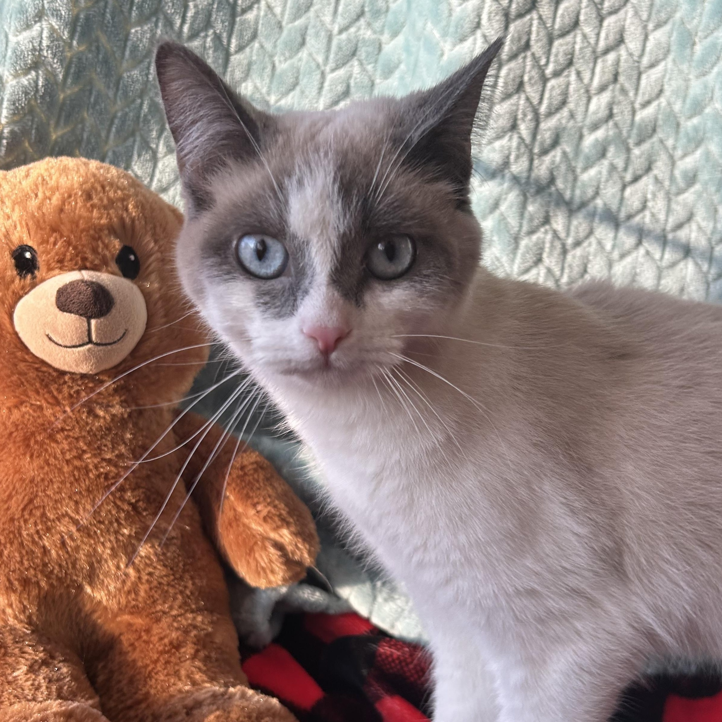 Pinot, Adoptable, Young Male Siamese.