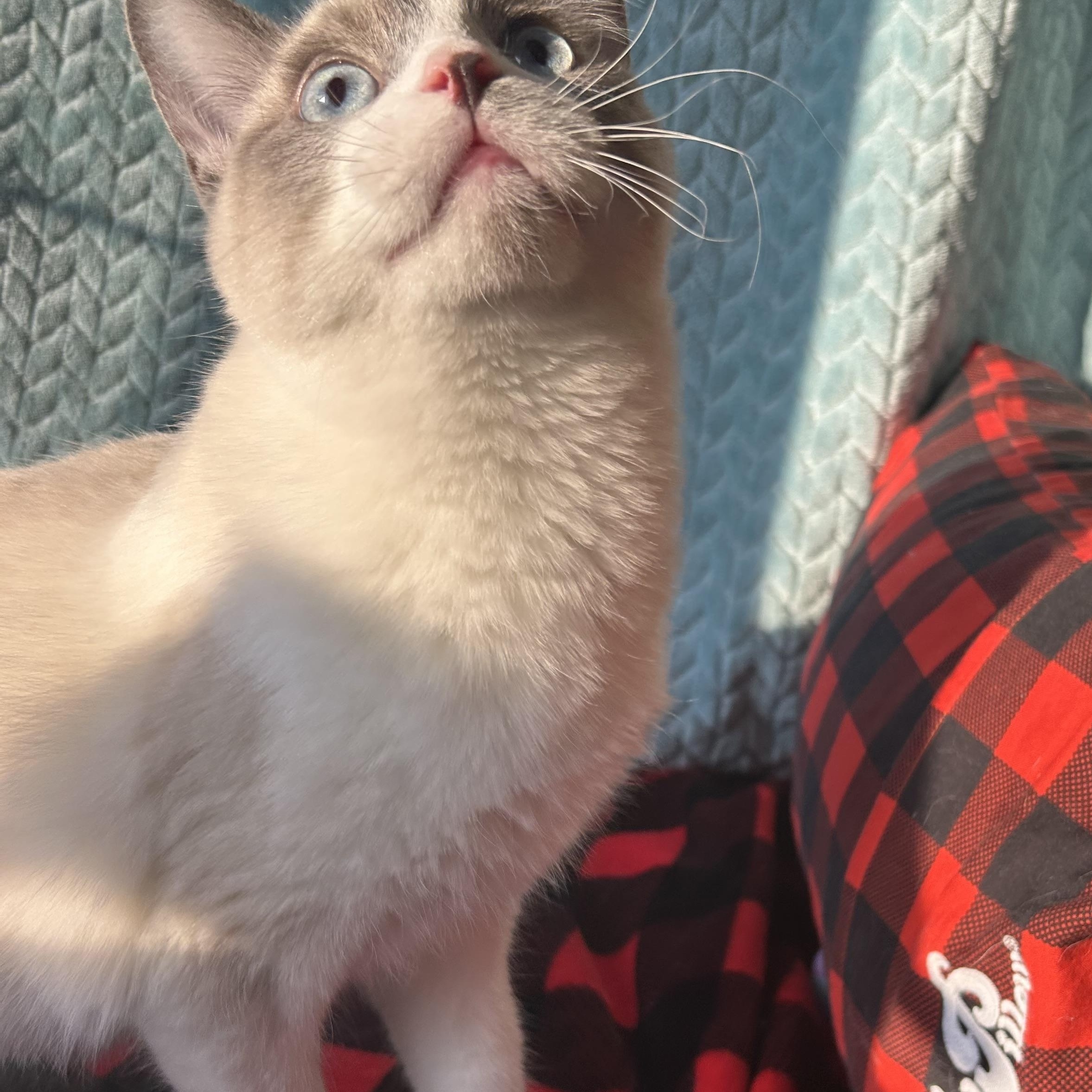 Enlarge Pinot, a Adoptable mixed breed in Madison Heights, MI image 4/4