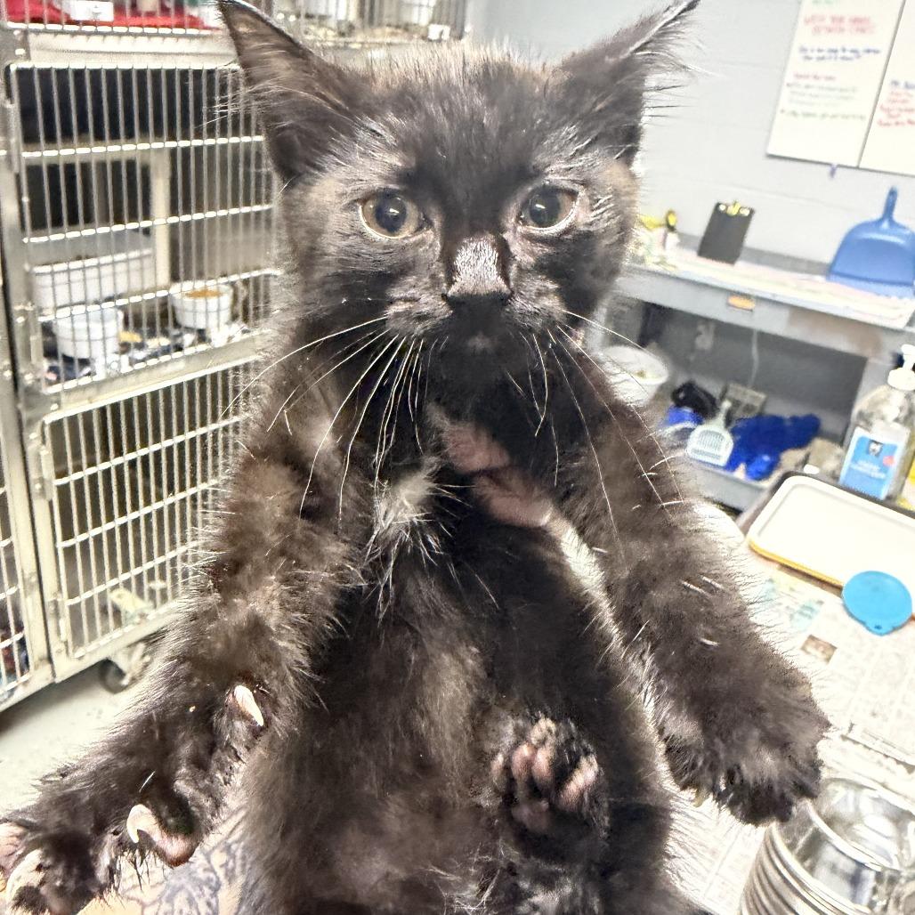 Haggard, Adoptable, Kitten Male Domestic Short Hair.