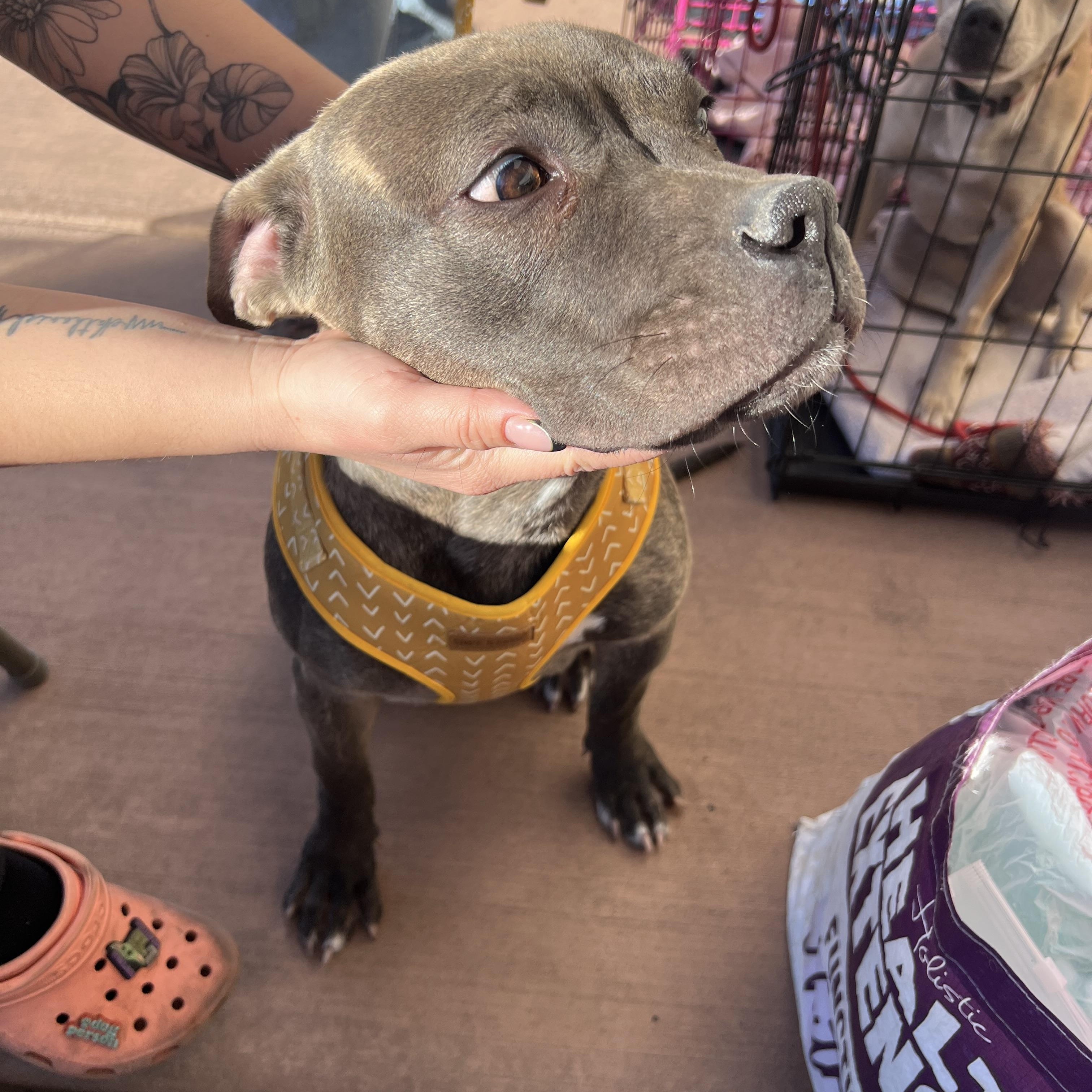 Mocha, ADOPTABLE, Young Female Staffordshire Bull Terrier.