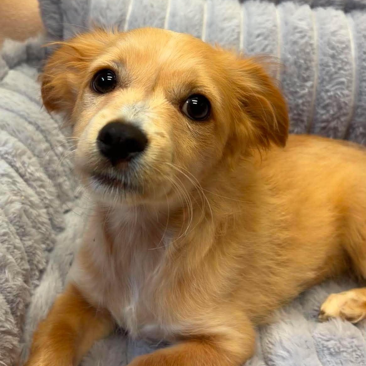 Solace, adopted, Puppy Male Chihuahua.