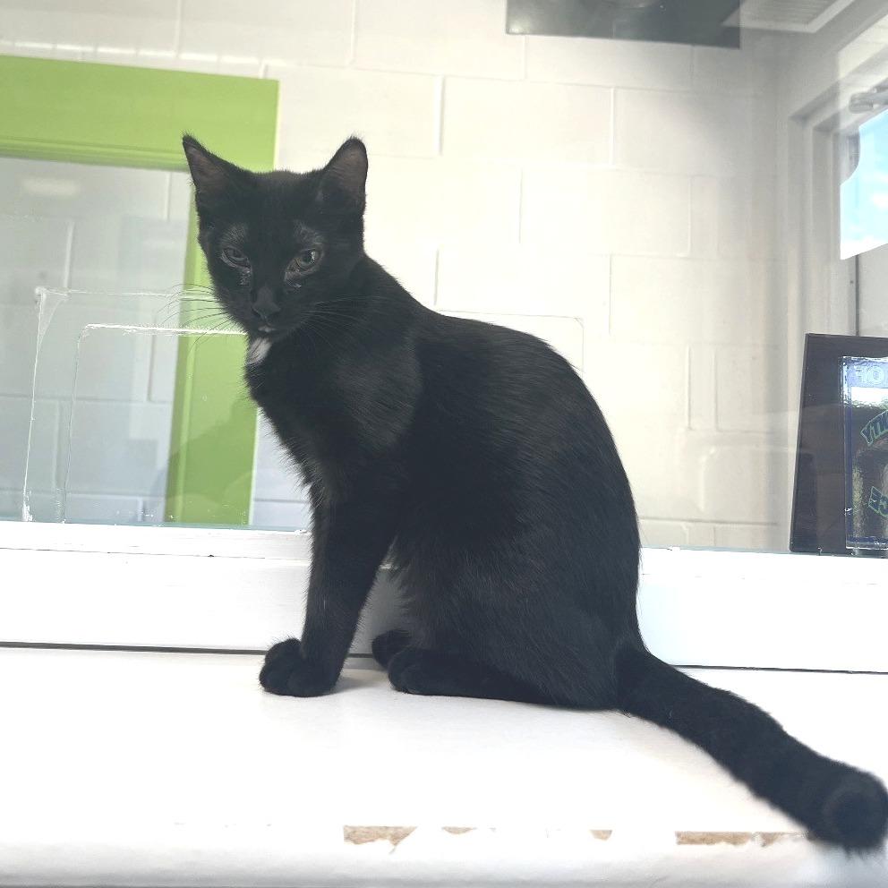 Stelle, Adoptable, Young Female Domestic Short Hair.