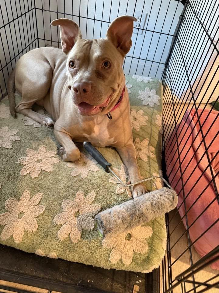 Enlarge Goldie, a Adoptable mixed breed in Tempe, AZ image 1/6