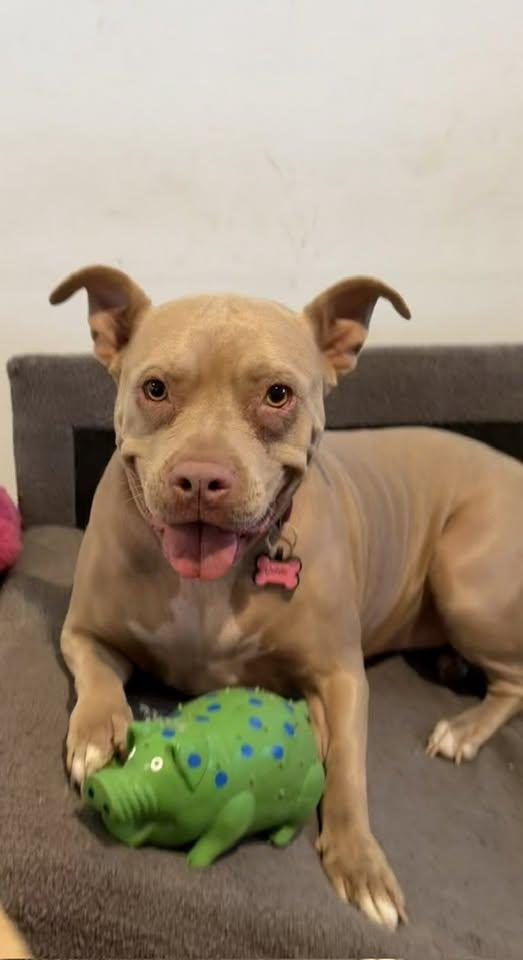 Enlarge Goldie, a Adoptable mixed breed in Tempe, AZ image 2/6