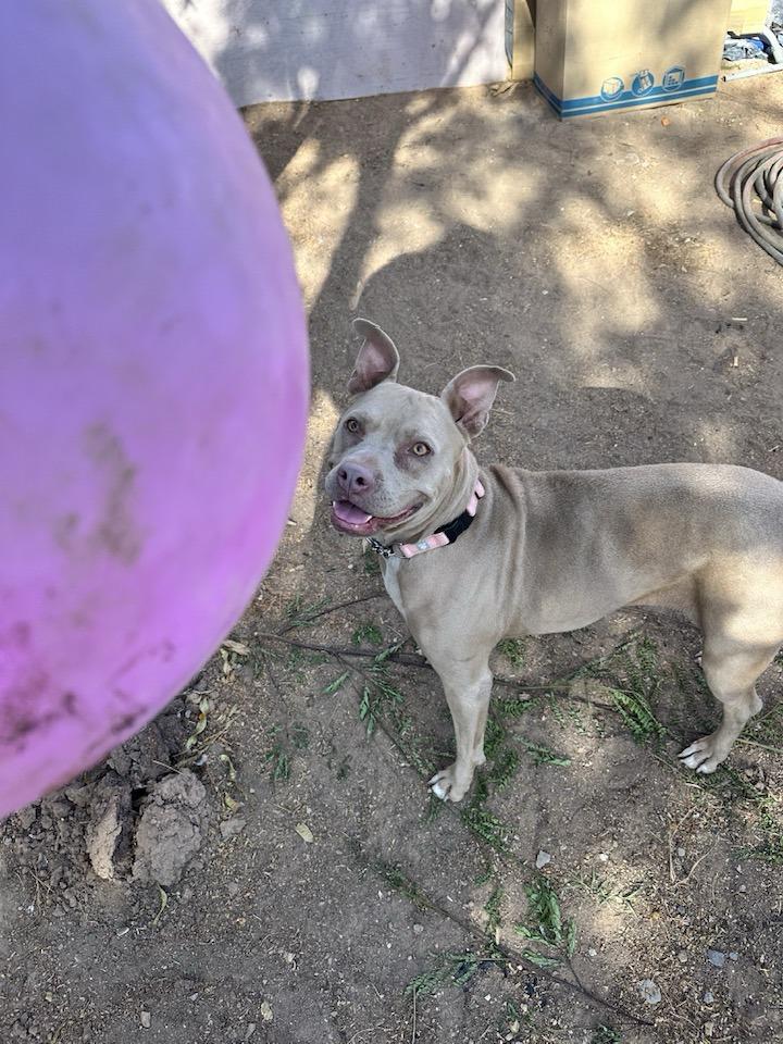 Enlarge Goldie, a Adoptable mixed breed in Tempe, AZ image 4/6