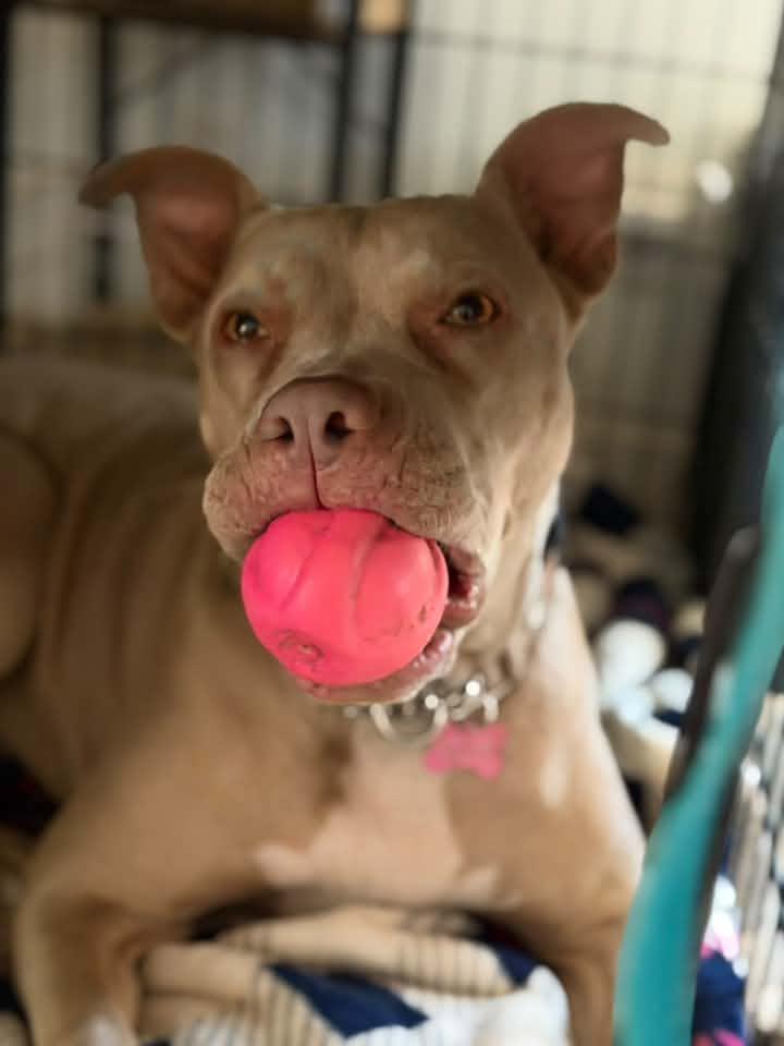 Enlarge Goldie, a Adoptable mixed breed in Tempe, AZ image 5/6