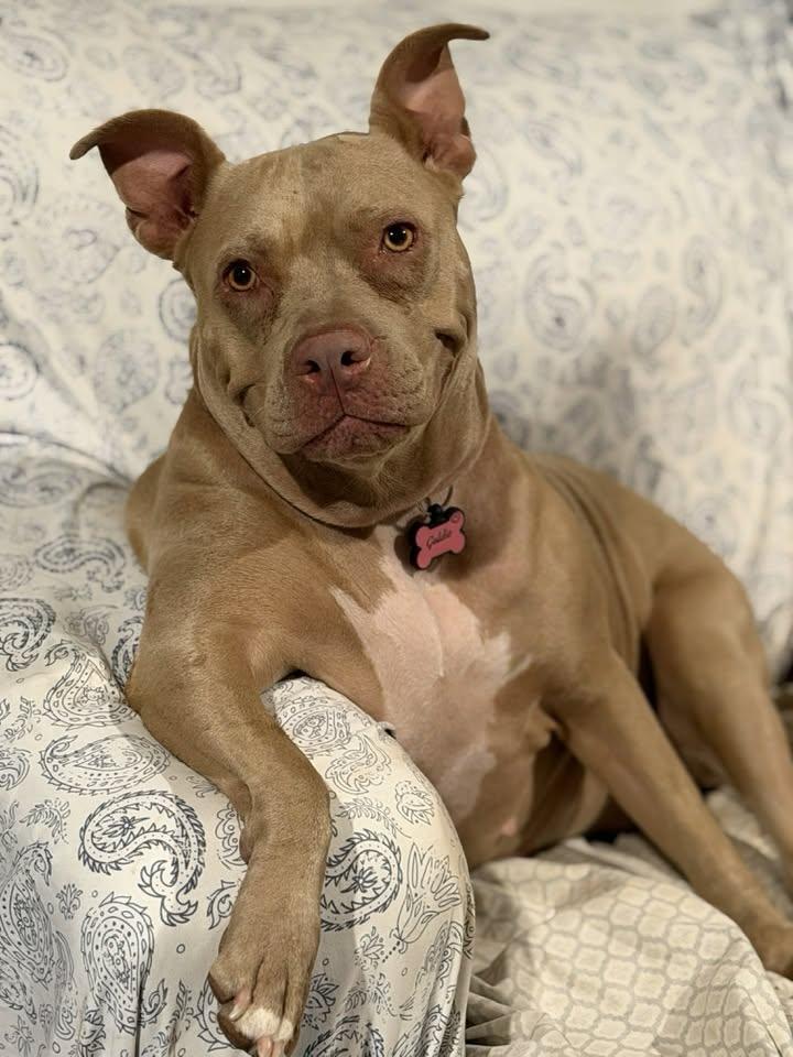 Enlarge Goldie, a Adoptable mixed breed in Tempe, AZ image 6/6