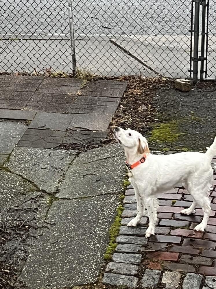 Enlarge Available - Willy, a Adoptable English Setter in Havertown, PA image 1/6