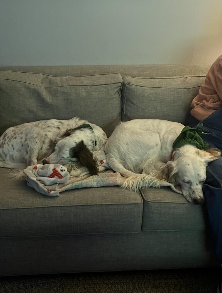 Enlarge Available - Willy, a Adoptable English Setter in Havertown, PA image 2/6