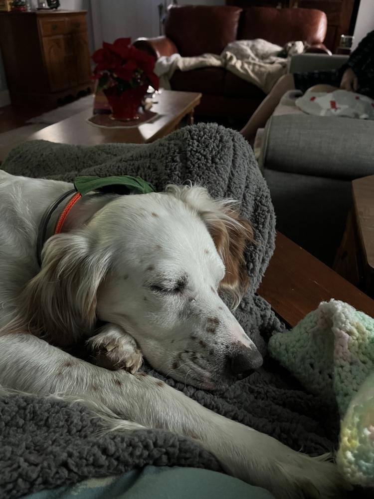 Enlarge Available - Willy, a Adoptable English Setter in Havertown, PA image 3/6