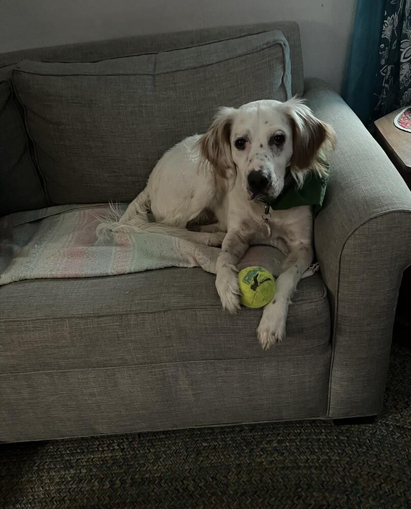Enlarge Available - Willy, a Adoptable English Setter in Havertown, PA image 5/6
