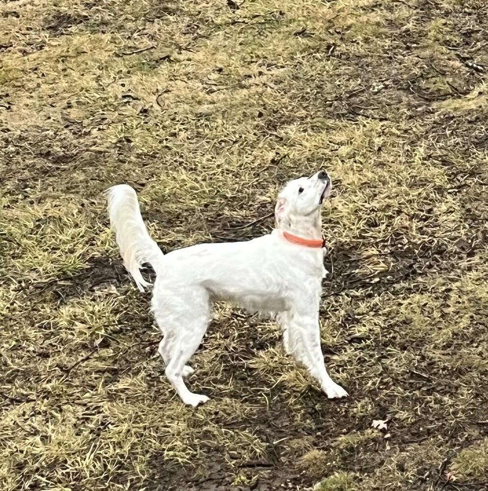 Enlarge Available - Willy, a Adoptable English Setter in Havertown, PA image 6/6