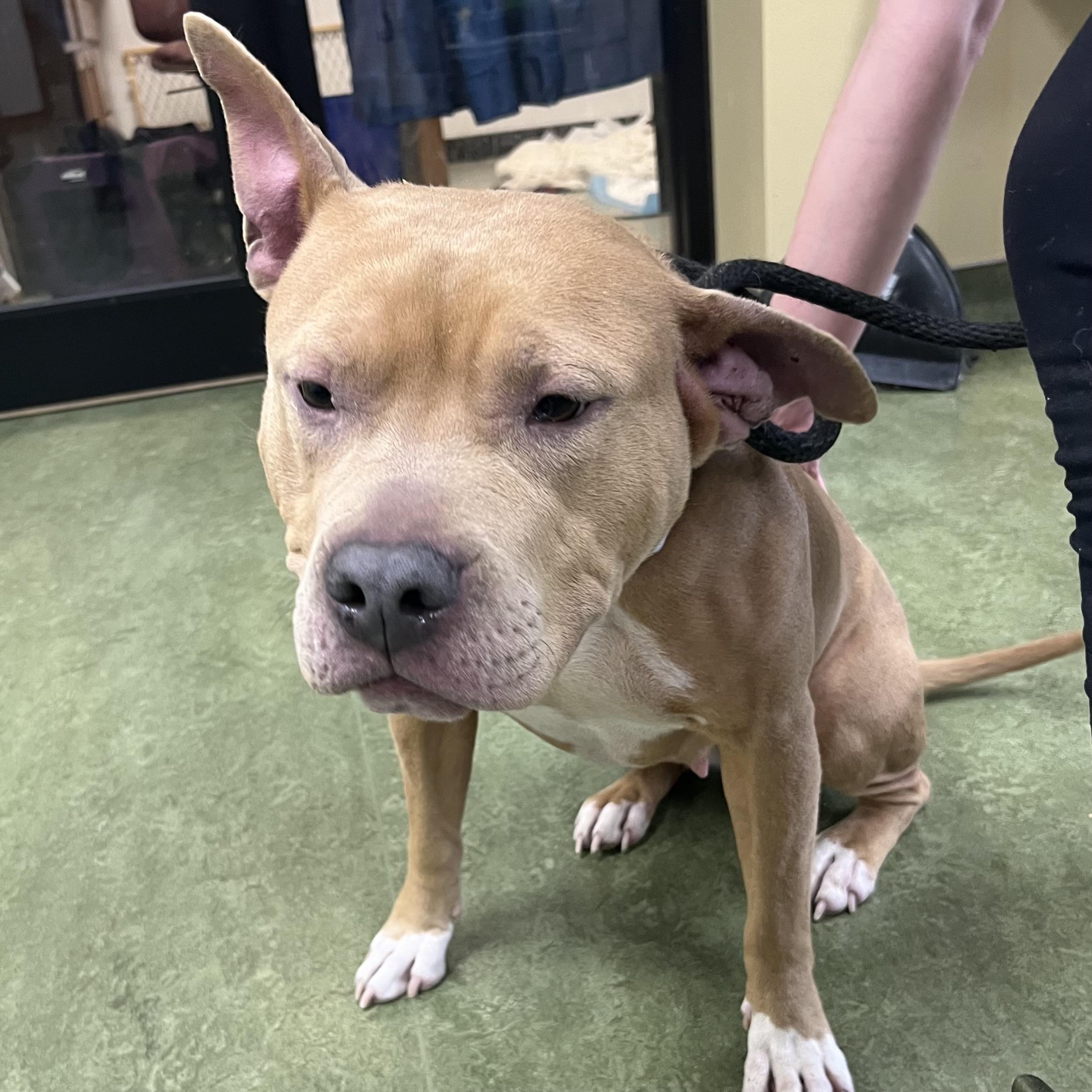 Enlarge Abbey, an adopted mixed breed in Dubuque, IA image 1/1