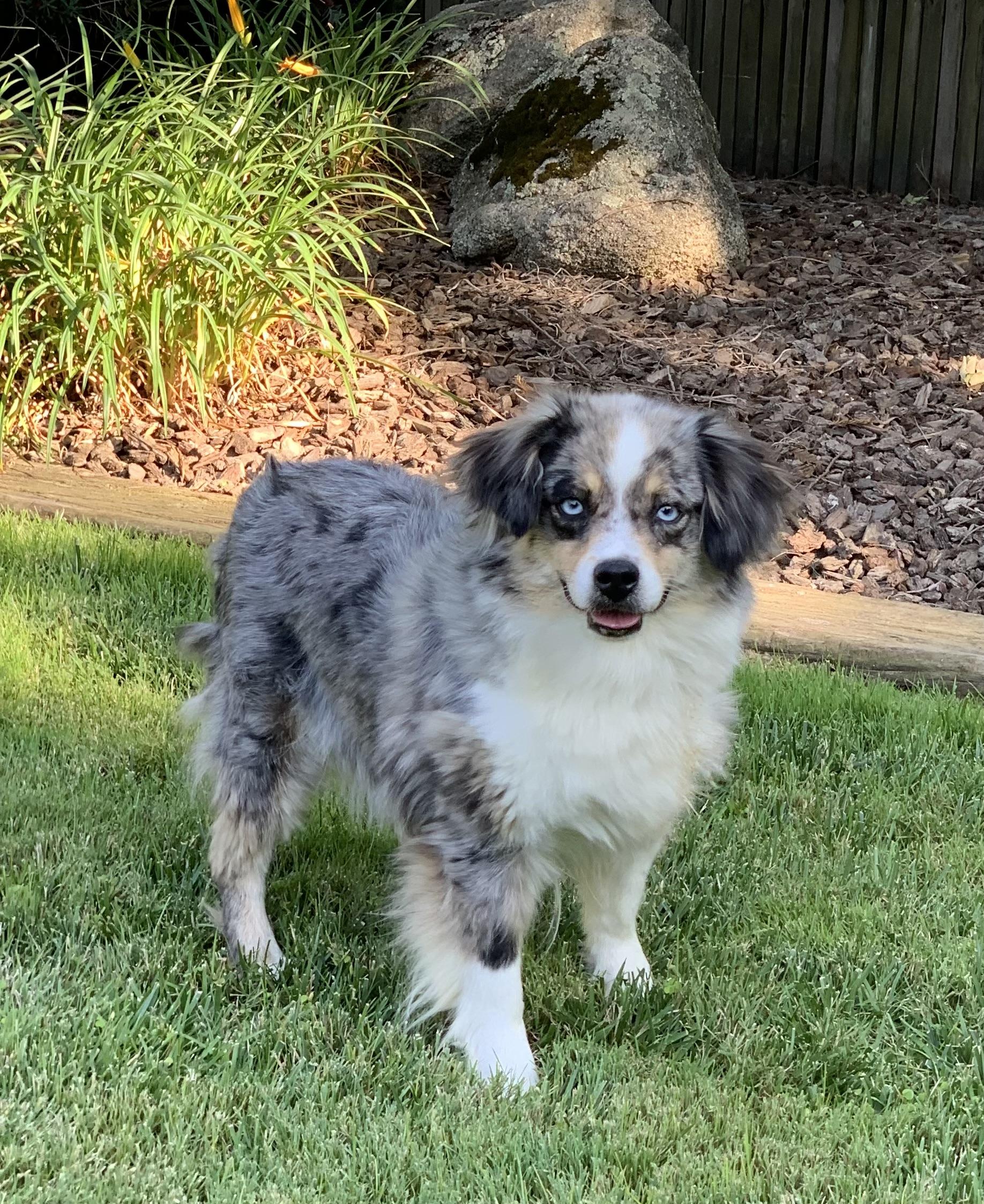 Preslie