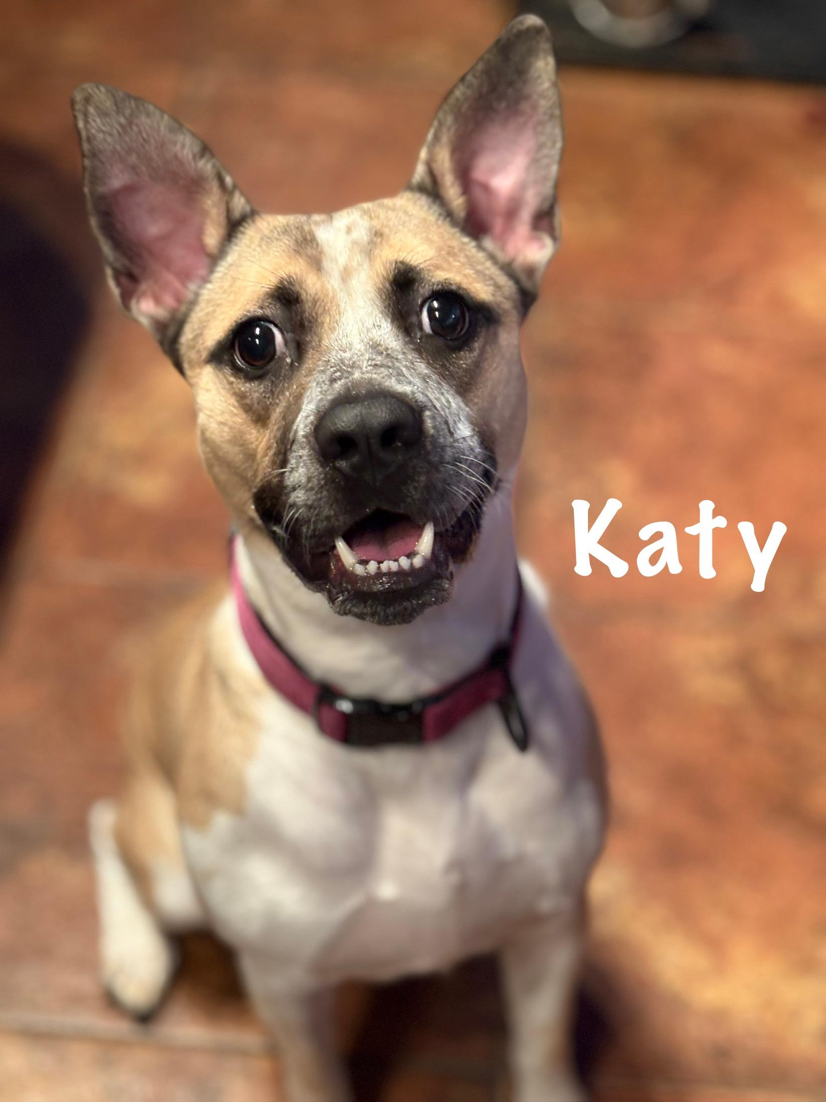 Katy, a Adoptable mixed breed in Ossining, NY image 6/6