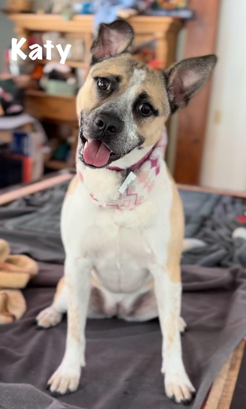 Katy, a Adoptable mixed breed in Ossining, NY image 1/6